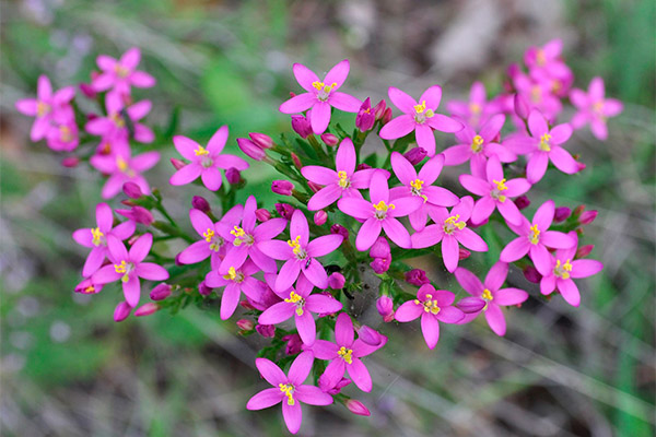 The benefits of centaury