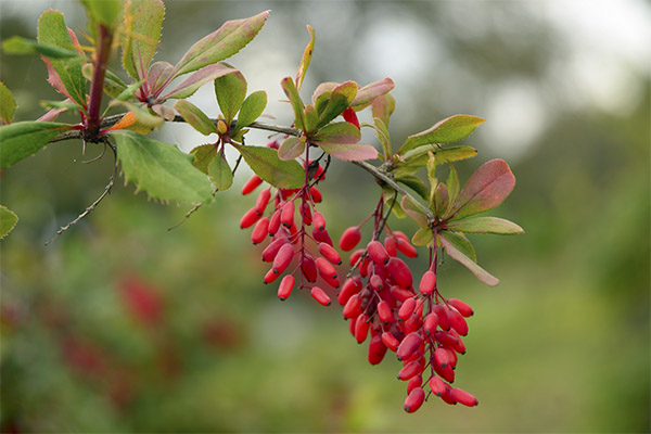 Penggunaan barberry dalam perubatan tradisional