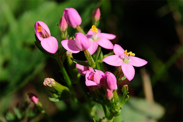 Contraindications to the use of centaury