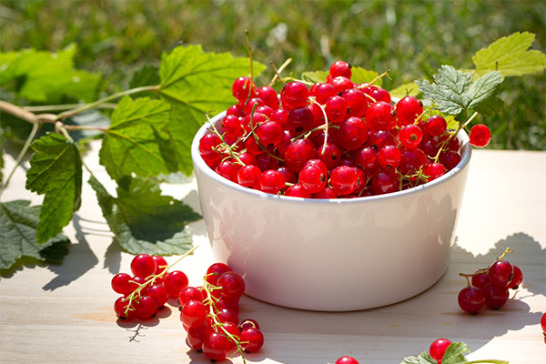 Collecte et stockage de groseilles rouges