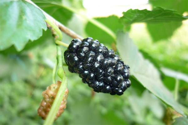 Mulberry în medicină