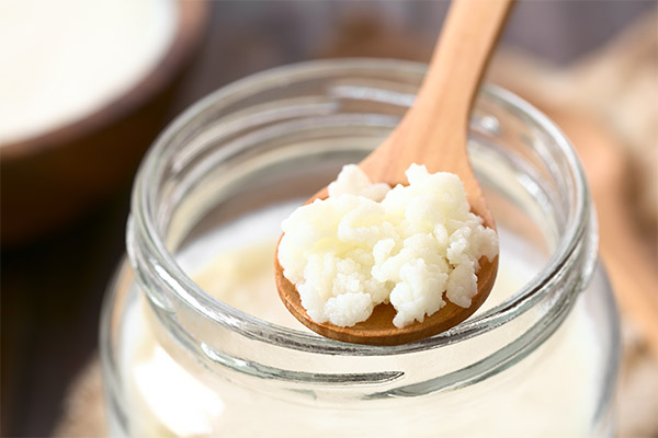 Champignon au lait tibétain en médecine