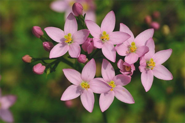 Jenis sebatian perubatan dengan centaury