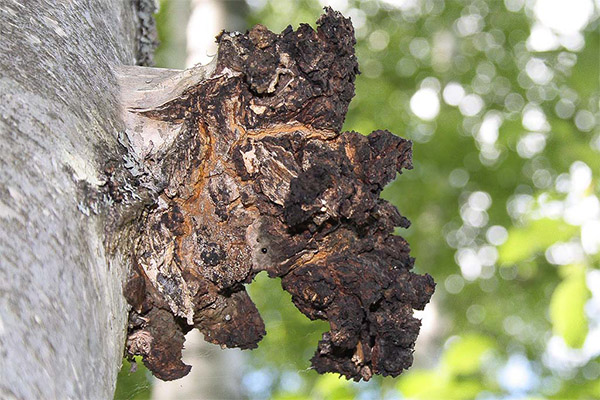 Chaga harm and contraindications