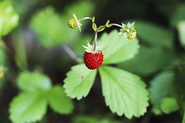 Erdbeeren in der Medizin