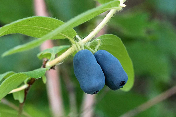 Honeysuckle in medicine