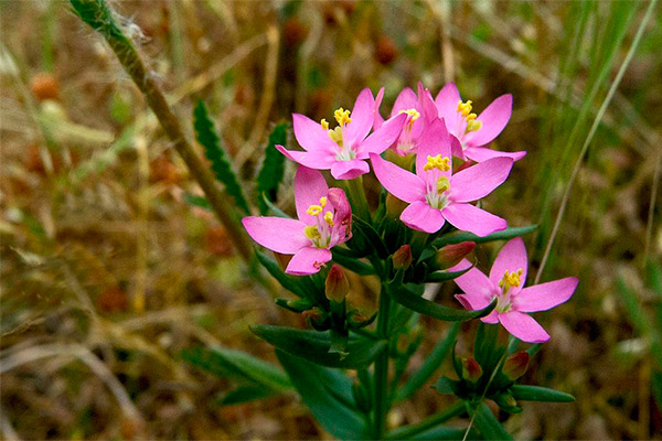 Centaury v medicíne