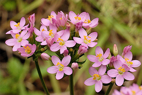 Centaury