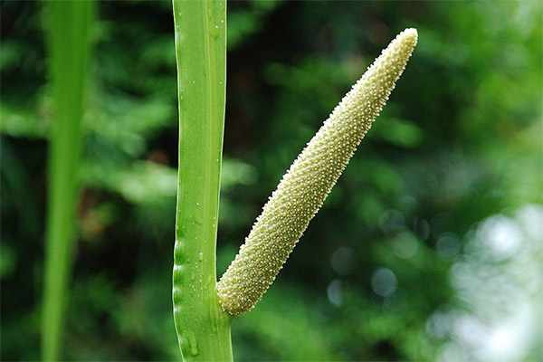 Calamus myr