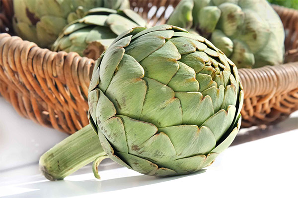 Artichoke dalam bidang perubatan