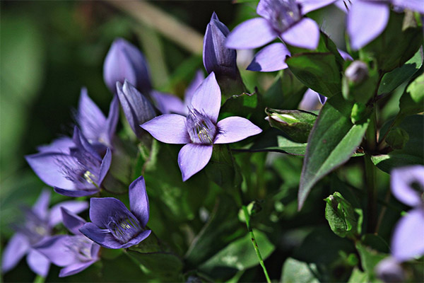 Genciana de hojas cruzadas