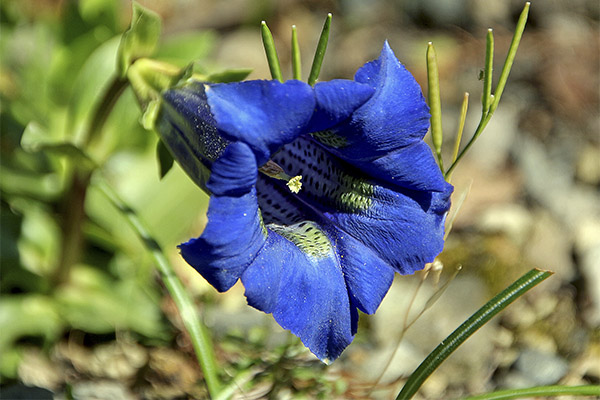 Gentian