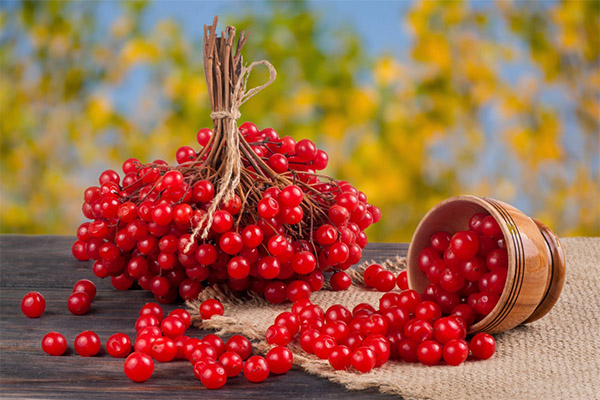 Interessante feiten over viburnum