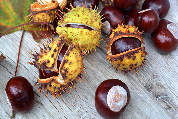 Interesting facts about chestnut