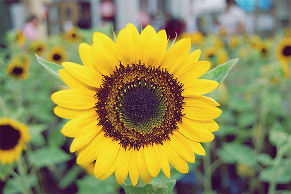 Fatti interessanti sui girasoli