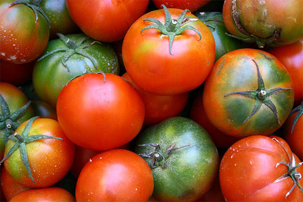 Faits intéressants sur les tomates