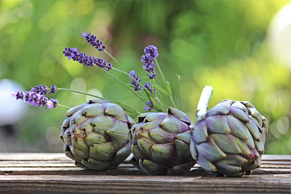 Fakta Artichoke Menarik