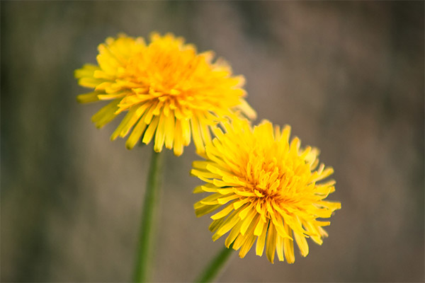 Fakta menarik mengenai dandelions