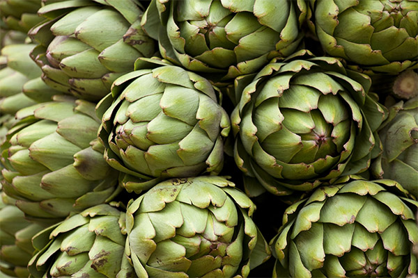 Cara memilih dan menyimpan artichoke