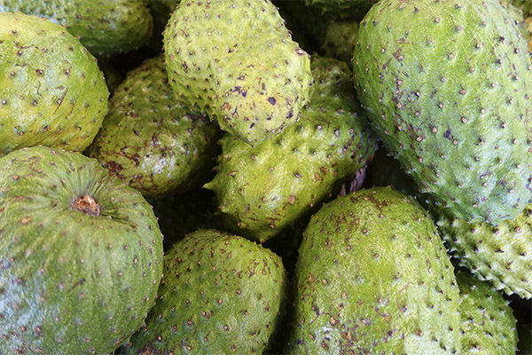 Cara memilih dan menyimpan guanabana