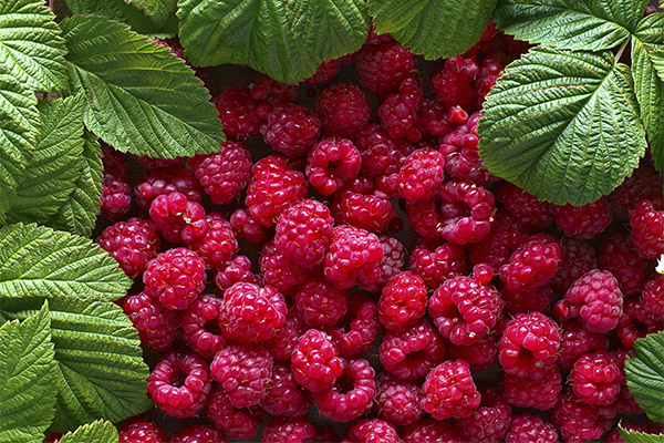 Comment choisir des framboises pour la confiture