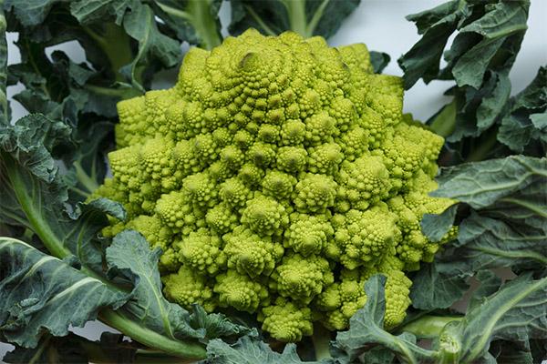 Cara menanam kubis Romanesco