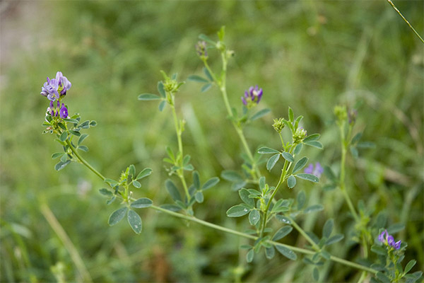 Hur man odlar alfalfa