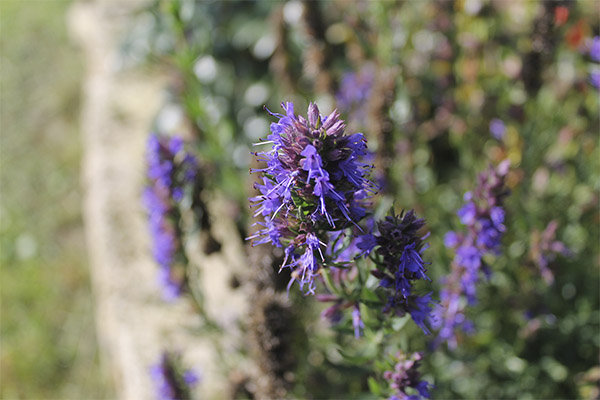 Cara menanam hyssop dari biji