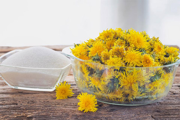 Wanneer en hoe paardebloemen verzamelen voor jam