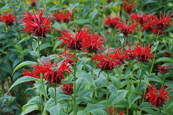 Wann sammeln und wie die Monarda trocknen