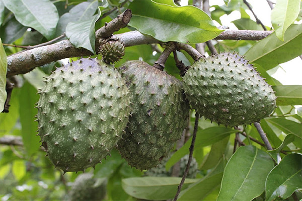 De legende egenskapene til guanabana frukt