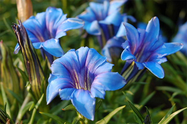 De helande egenskaperna hos gentian