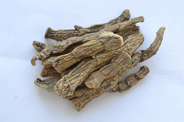 The healing properties of calamus root bog