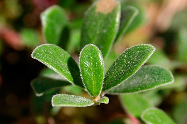 Bearberry yapraklarının iyileştirici özellikleri