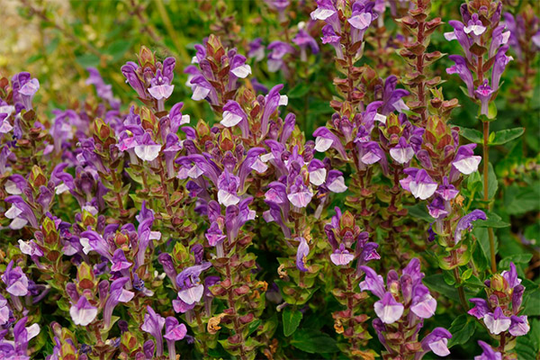 De legende egenskapene til Scutellaria baicalensis