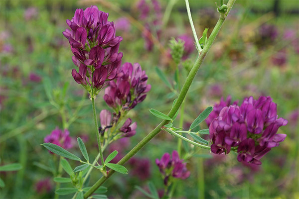 Propiedades medicinales de la hierba de alfalfa.