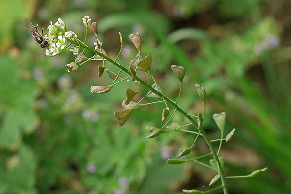 The healing properties of grass shepherd's purse