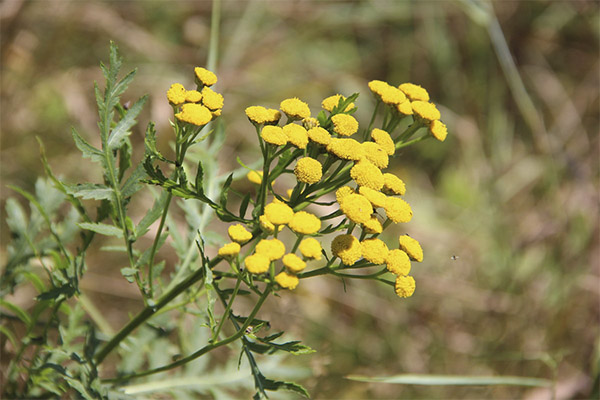 Các đặc tính chữa bệnh của cỏ tansy