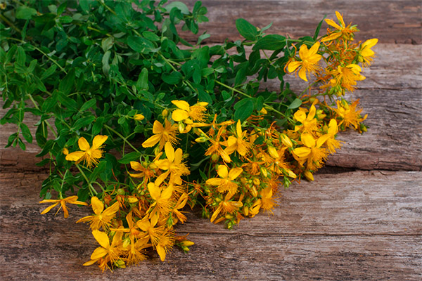 Sifat perubatan rumput St. John's wort