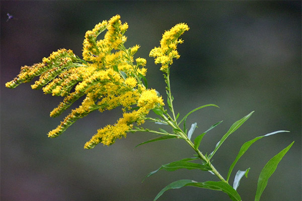 Propriedades medicinais de goldenrod