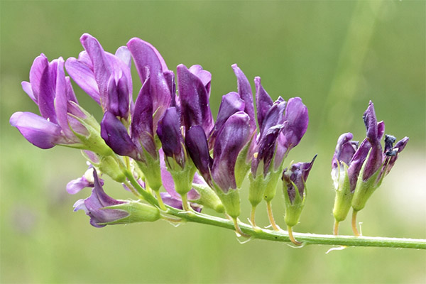 lucerka