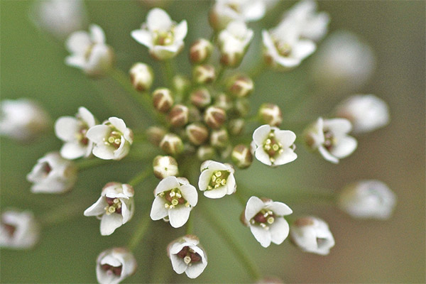 Shepherd's bag in folk medicine