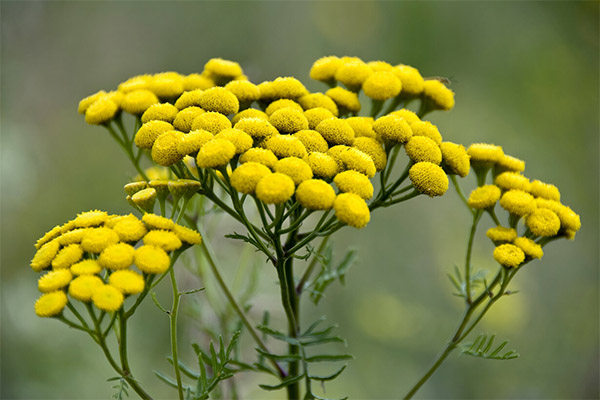 Tansy medicinoje