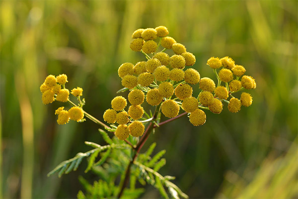 Tansy