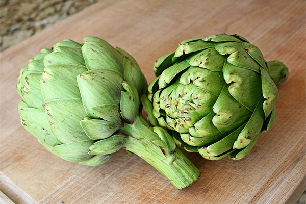 Manfaat dan bahaya artichoke