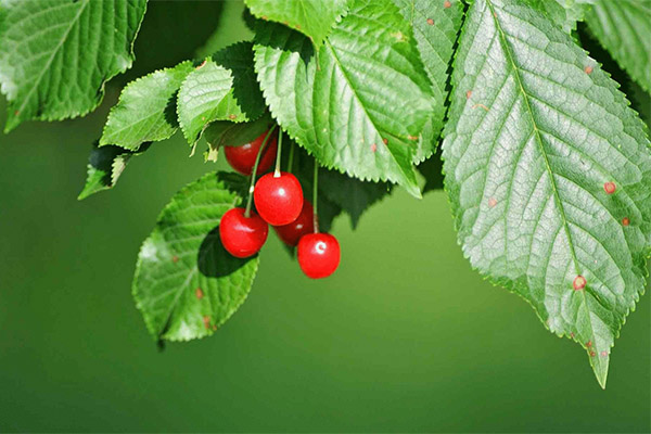 I benefici e i danni delle foglie di ciliegio