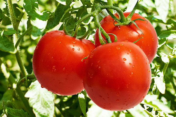 Tomates en médecine