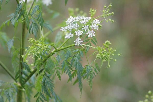 Het gebruik van hemlock in de traditionele geneeskunde