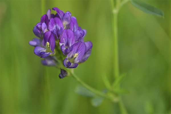 Bruken av alfalfa i kosmetologi