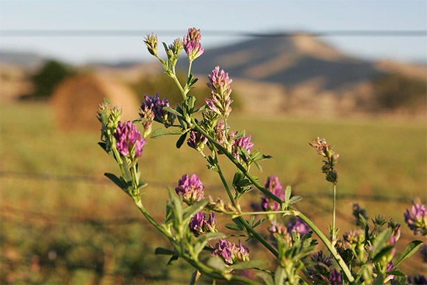 Bruken av alfalfa i folkemedisinen